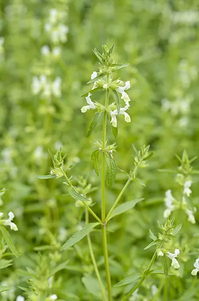 498189 - Annual betony (Stachys annua)