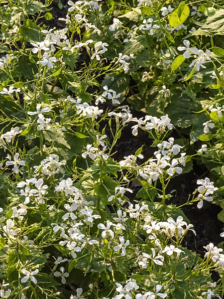 425046 - Annual honesty (Lunaria annua)