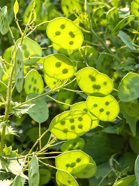 426001 - Annual honesty (Lunaria annua)