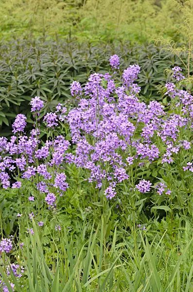 533335 - Annual honesty (Lunaria annua)