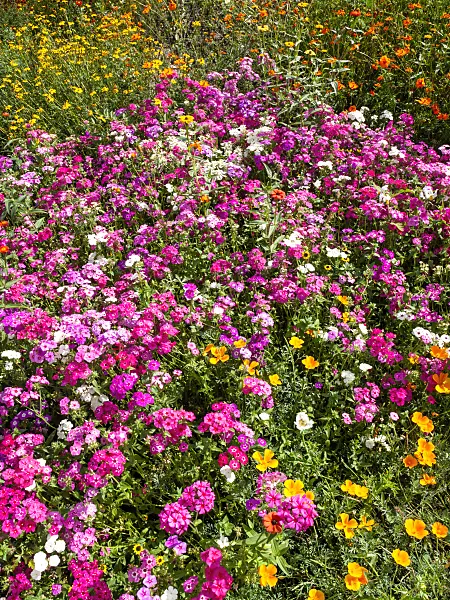 428314 - Annual phlox (Phlox drummondii)
