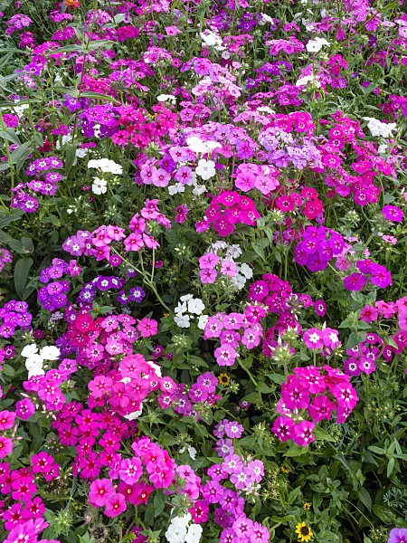 428315 - Annual phlox (Phlox drummondii)