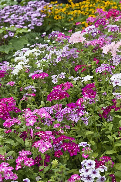 510179 - Annual phlox (Phlox drummondii)