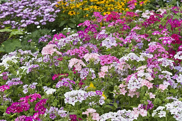 510180 - Annual phlox (Phlox drummondii)