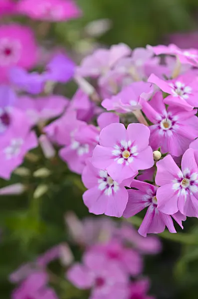 522112 - Annual phlox (Phlox drummondii)