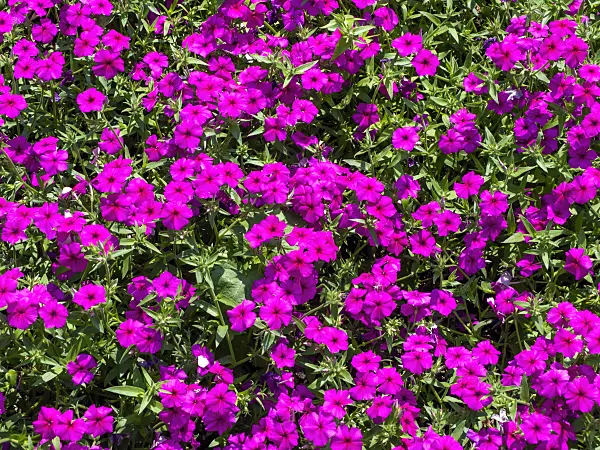 439274 - Annual phlox (Phlox drummondii 'Neon Pink')