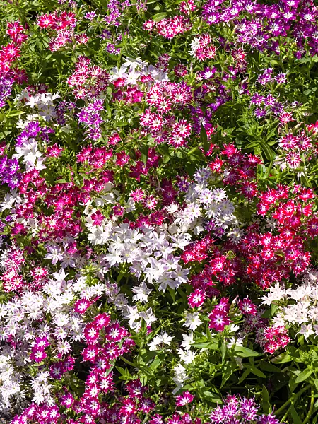 427264 - Annual phlox (Phlox drummondii 'Petticoat')