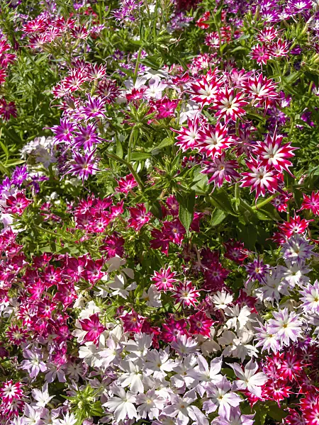 427265 - Annual phlox (Phlox drummondii 'Petticoat')