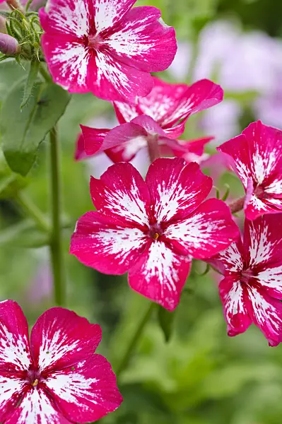 474256 - Annual phlox (Phlox drummondii 'Summer Showers')