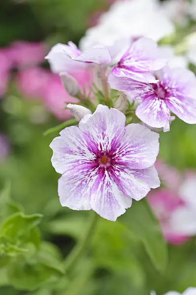 474257 - Annual phlox (Phlox drummondii 'Summer Showers')