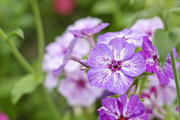 474258 - Annual phlox (Phlox drummondii 'Summer Showers')