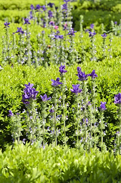 508154 - Annual sage (Salvia viridis 'Marble Arch Blue' syn. Salvia horminum 'Marble Arch Blue') and Korean boxwood (Buxus sinica var. insularis 'Justin Brouwers')