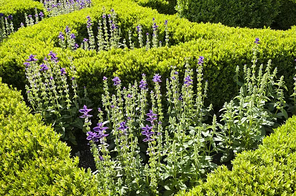 508192 - Annual sage (Salvia viridis 'Marble Arch Blue' syn. Salvia horminum 'Marble Arch Blue') and Korean boxwood (Buxus sinica var. insularis 'Justin Brouwers')