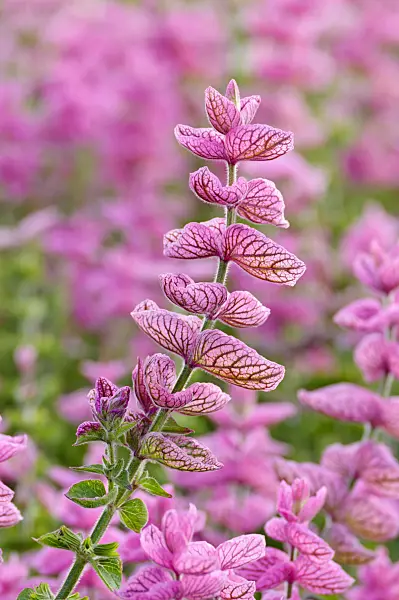 474510 - Annual sage (Salvia viridis 'Pink Sunday' syn. Salvia horminum 'Pink Sunday')