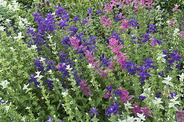 510037 - Annual sage (Salvia viridis syn. Salvia horminum)