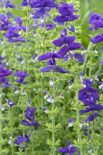 510038 - Annual sage (Salvia viridis syn. Salvia horminum)
