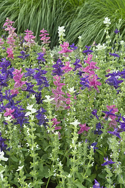 510039 - Annual sage (Salvia viridis syn. Salvia horminum)