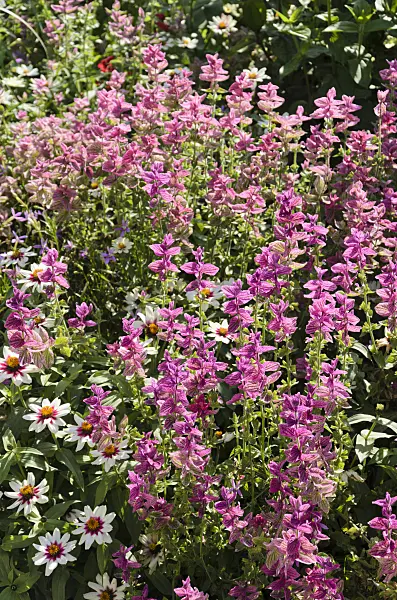 571049 - Annual sage (Salvia viridis syn. Salvia horminum)