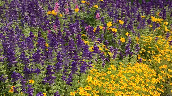 499002 - Annual sage (Salvia viridis syn. Salvia horminum) and marigold (Tagetes)