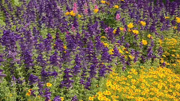 499003 - Annual sage (Salvia viridis syn. Salvia horminum) and marigold (Tagetes)