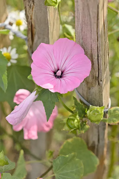 536135 - Annual tree mallow (Lavatera trimestris)