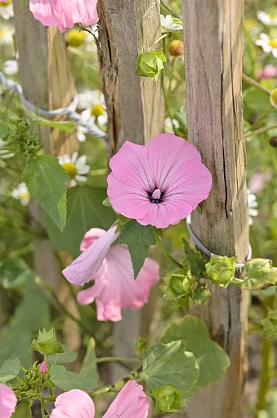 536136 - Annual tree mallow (Lavatera trimestris)
