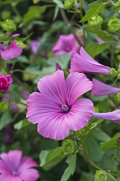 511128 - Annual tree mallow (Lavatera trimestris 'Mont Rose')
