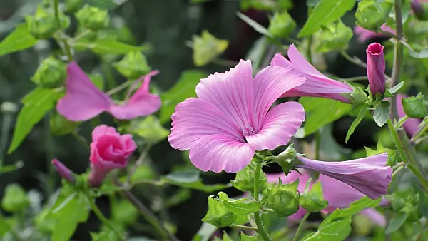 511135 - Annual tree mallow (Lavatera trimestris 'Mont Rose')