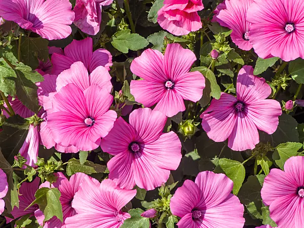 439275 - Annual tree mallow (Lavatera trimestris 'Twin Hot Pink')