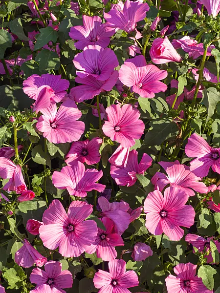 439297 - Annual tree mallow (Lavatera trimestris 'Twin Hot Pink')