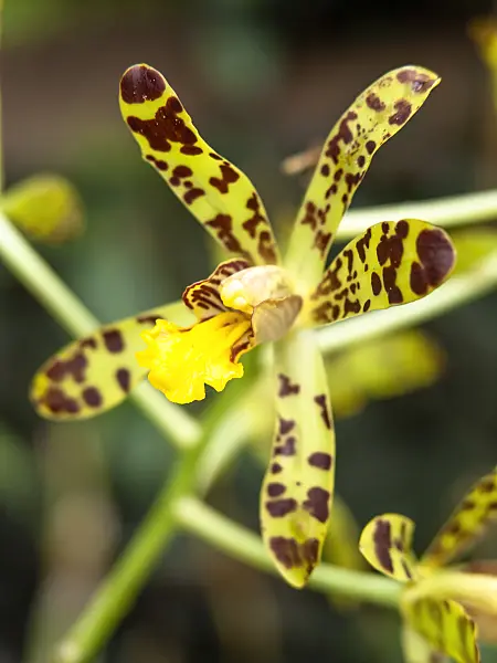 437378 - Ansellia africana