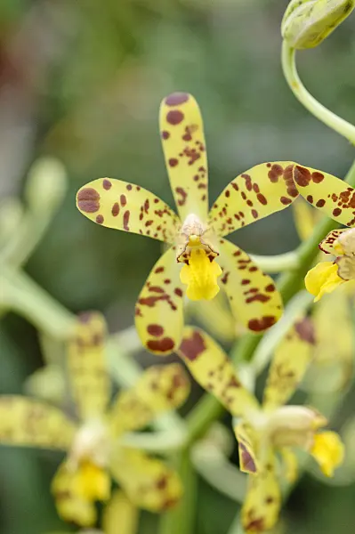 469019 - Ansellia africana