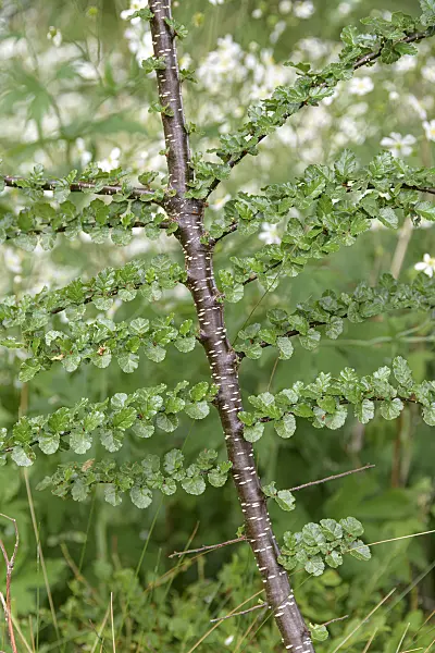 607163 - Antarctic beech (Nothofagus antarctica)