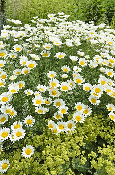 497053 - Anthémis des teinturiers (Anthemis tinctoria 'Sauce Hollandaise' syn. Cota tinctoria 'Sauce Hollandaise')