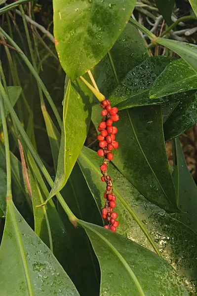 468014 - Anthurium scandens