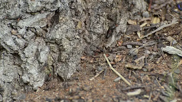 498281 - Ants on an anthill on a large piece of tree bark
