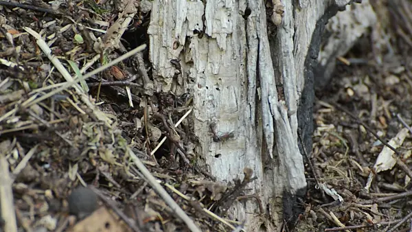 498280 - Ants on an anthill on a rotten tree trunk