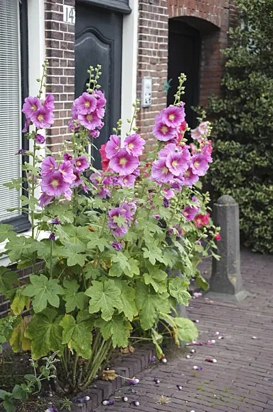 547067 - Antwerp hollyhock (Alcea ficifolia)