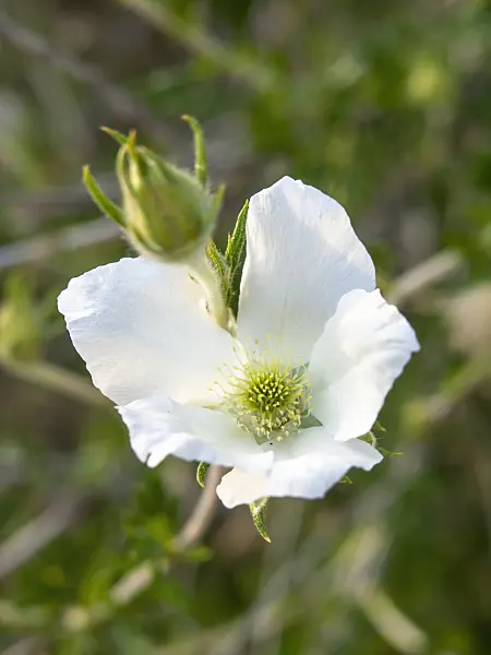 460163 - Apache plume (Fallugia paradoxa)