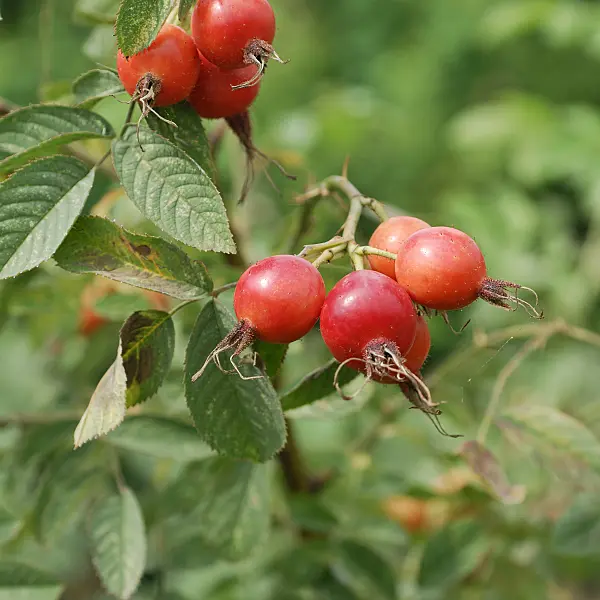 535377 - Apfelrose (Rosa villosa)