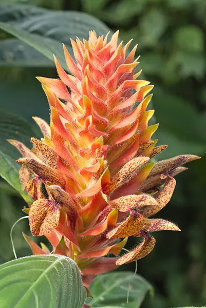 555044 - Aphelandra fuscopunctata
