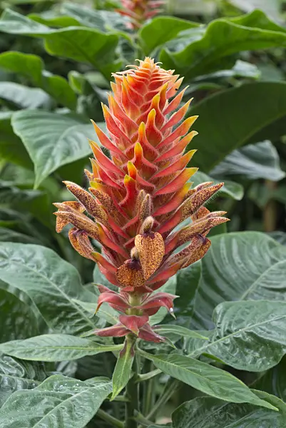 570022 - Aphelandra fuscopunctata