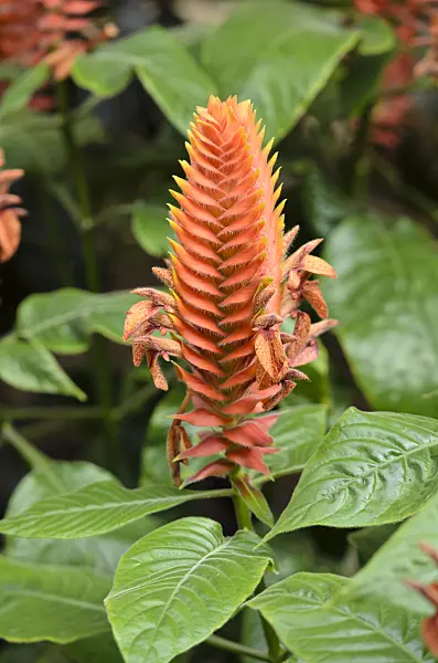 533332 - Aphelandra scabra