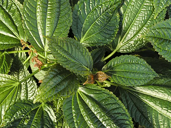 421007 - Aphelandra sinclairiana