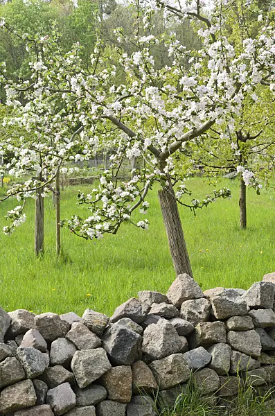 544046 - Apple (Malus)