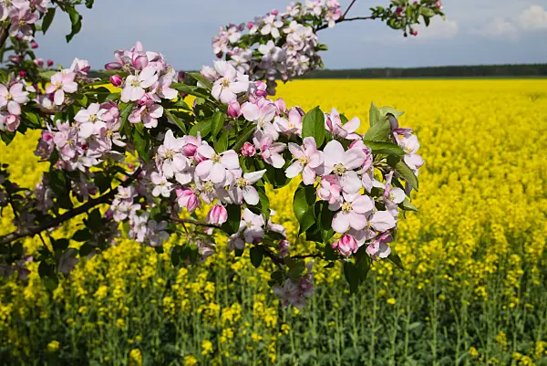 672034 - Apple (Malus) and rape (Brassica napus subsp. oleifera)