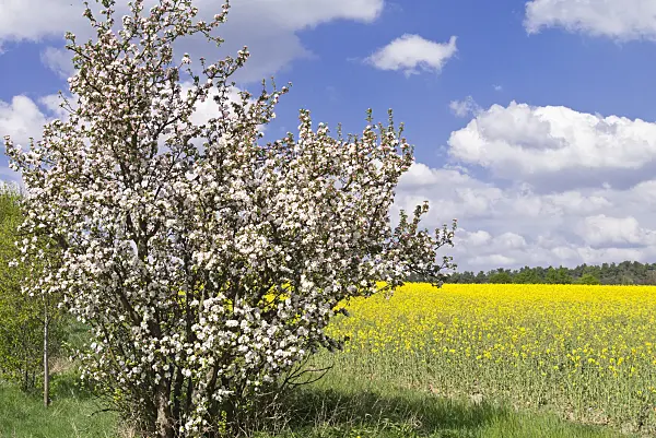 531229 - Apple (Malus) and rape (Brassica napus subsp. oleifera), Brandenburg, Germany