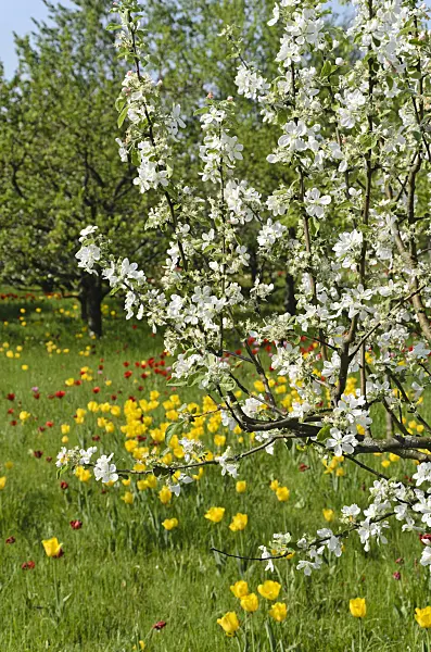 508014 - Apple (Malus) and tulips (Tulipa)
