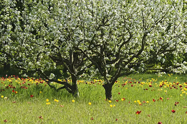 508015 - Apple (Malus) and tulips (Tulipa)