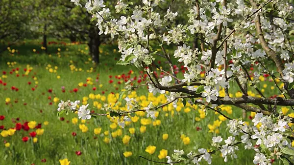 508019 - Apple (Malus) and tulips (Tulipa)